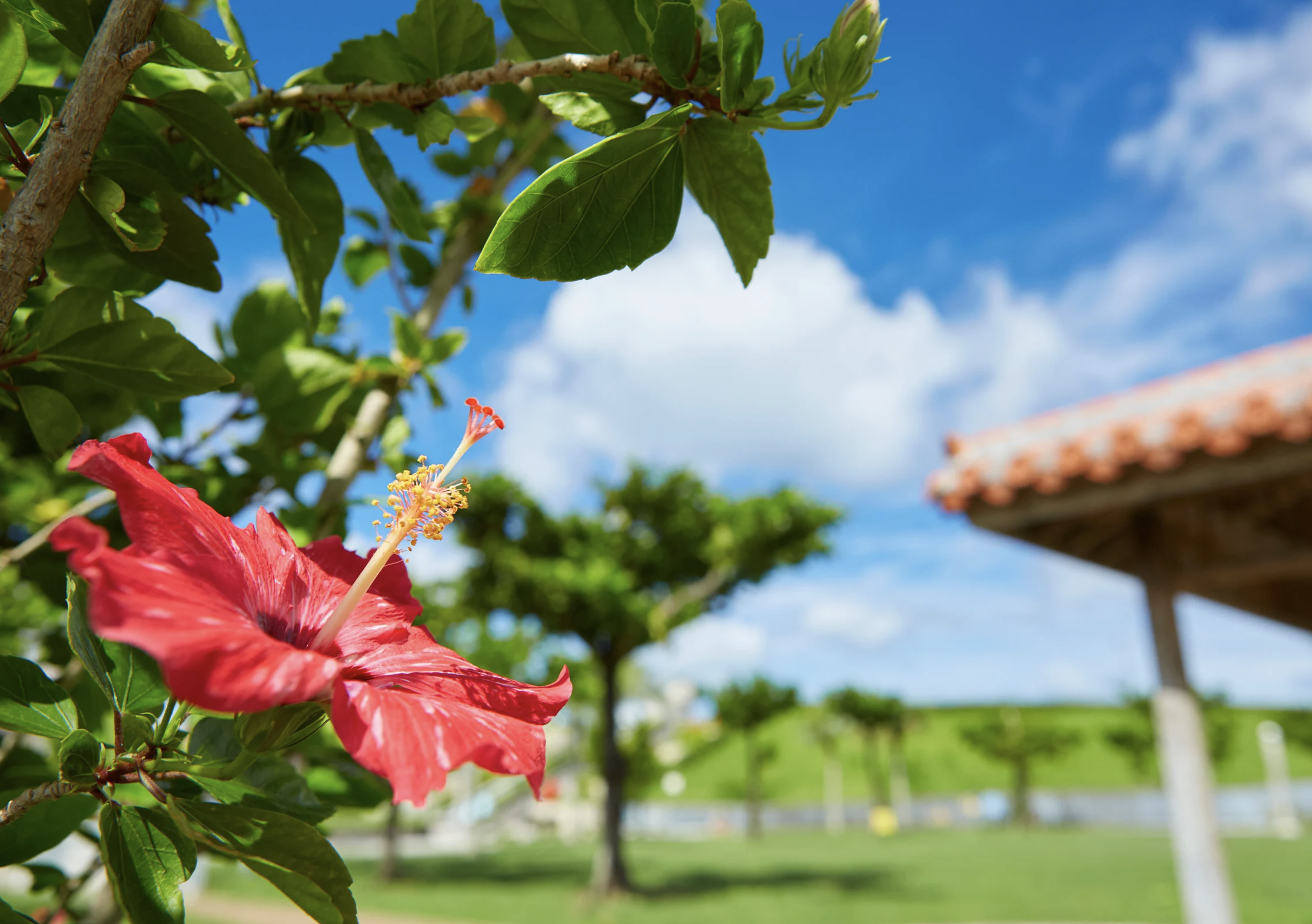 ハイビスカス